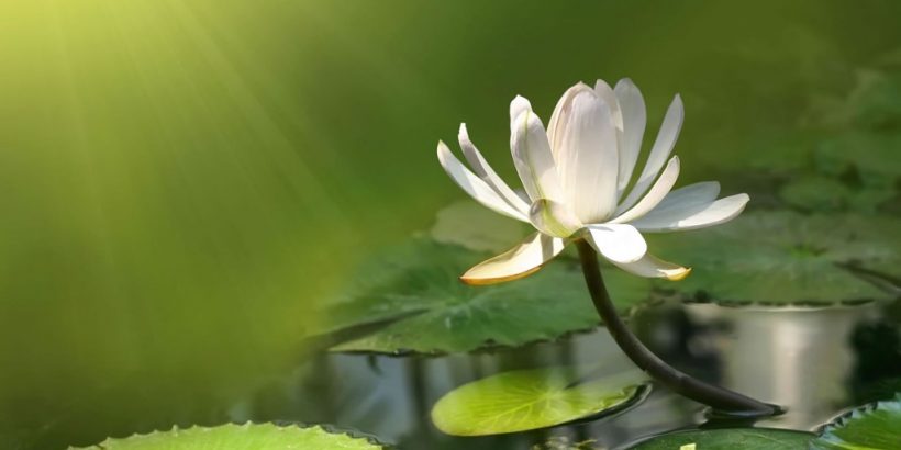 white-lotus-flower-exposed-to-sunlight-wallpaper-1024x576