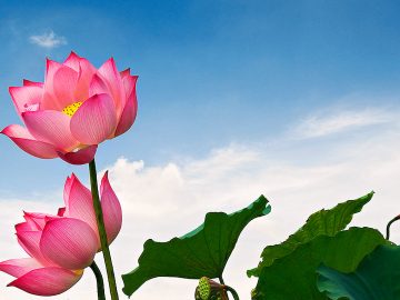 lotus-flower-vietnam-1600x761px