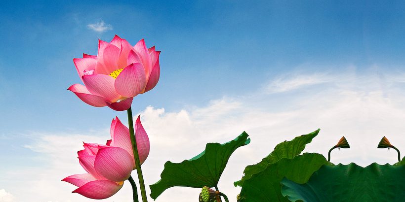 lotus-flower-vietnam-1600x761px